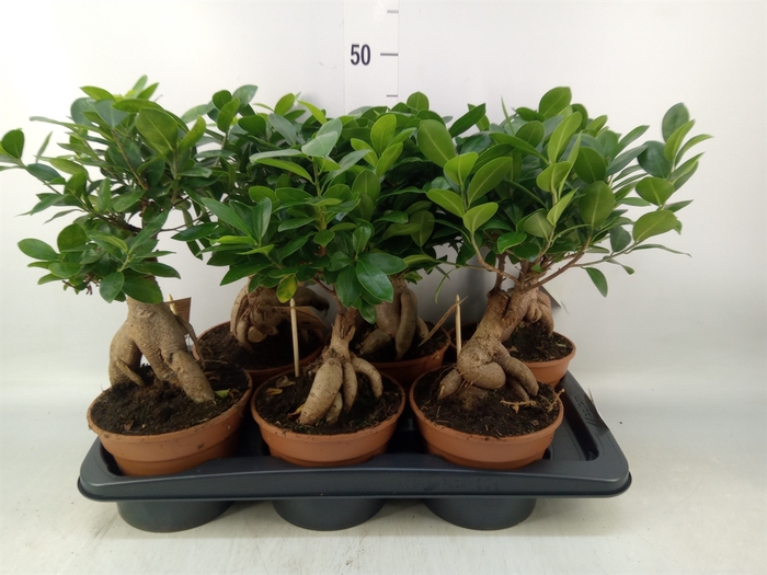 <h4>Ficus microcarpa 'Ginseng'</h4>
