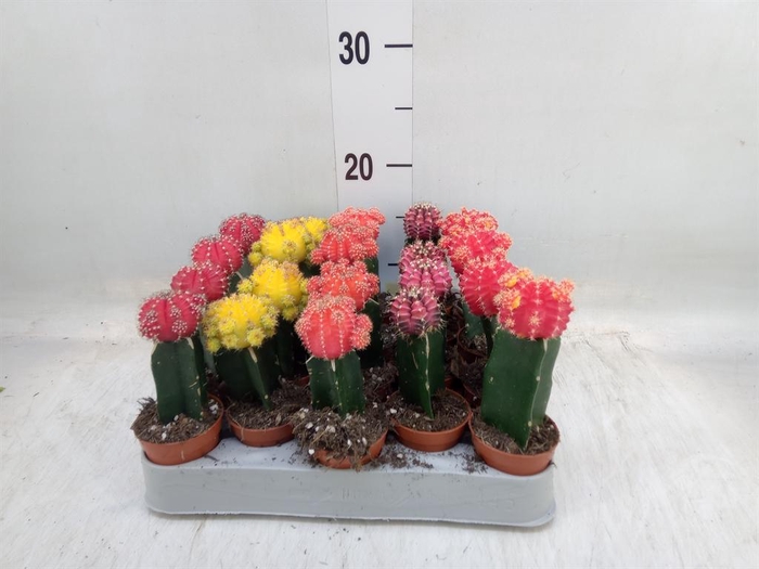 <h4>Gymnocalycium mihanov. 'Japan'  mix</h4>