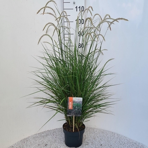 Pennisetum alopecuroides