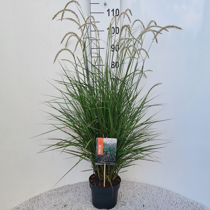 <h4>Pennisetum alopecuroides</h4>
