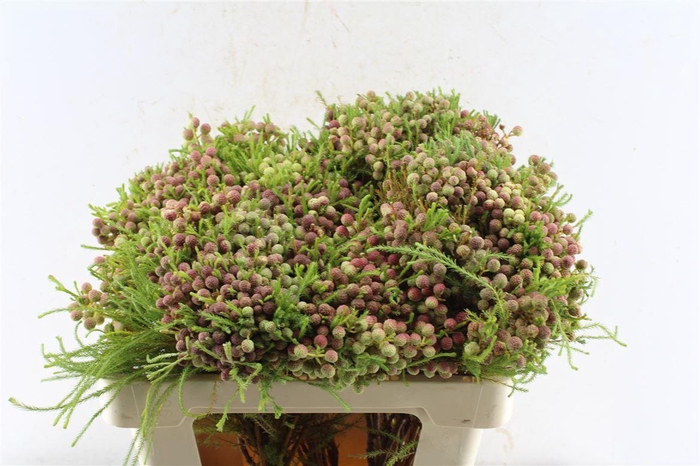 <h4>Kaaps Lanuginosa</h4>