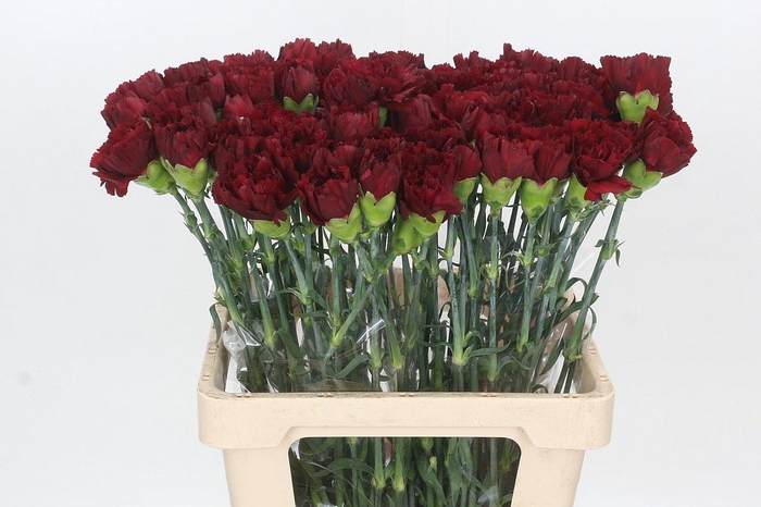 <h4>Dianthus St Berg</h4>