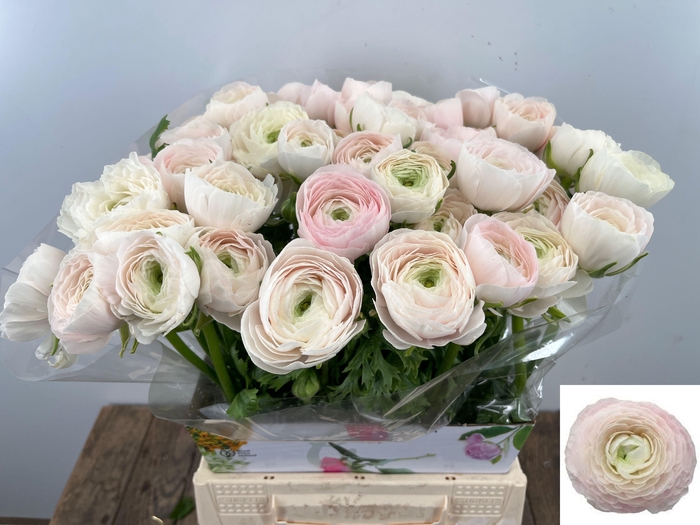 <h4>RAN SU HANOI</h4>