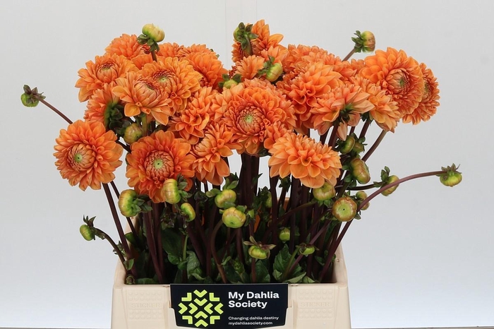 <h4>Dahlia Sylvia</h4>