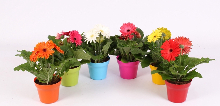 <h4>Gerbera belicht 2+ 12cm in Jivepot plastic diverse kleuren</h4>