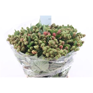 Braam Rubus 50 Cm