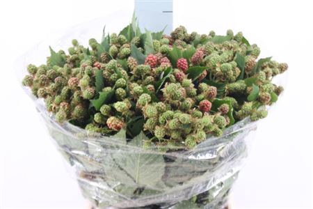 <h4>Braam Rubus 50 Cm</h4>