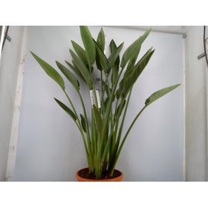 Strelitzia reg.