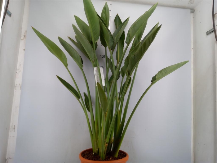 <h4>Strelitzia reg.</h4>