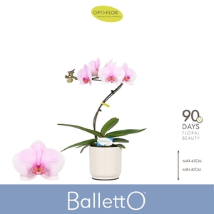 Balletto Curl 1 spike in Lazio White