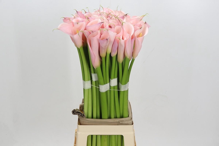 Zantedeschia Eydolls Pink