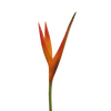 Heliconia Fire Opal