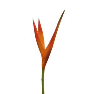 Heliconia Fire Opal