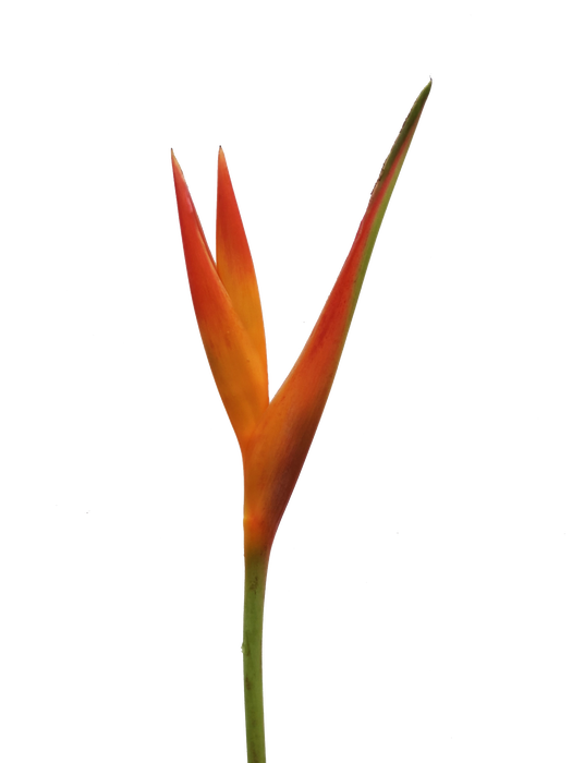 <h4>Heliconia Fire Opal</h4>