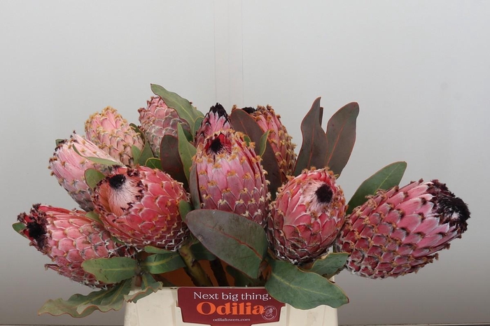 <h4>Protea Barbigera</h4>