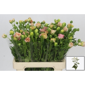 RAN CO MAG MASCARPON