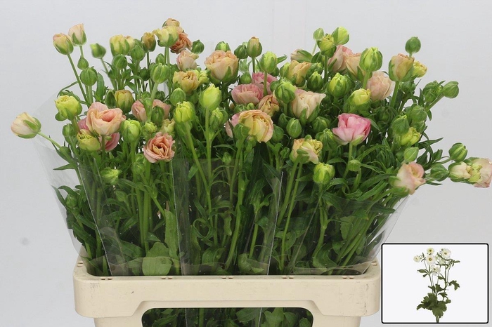 <h4>RAN CO MAG MASCARPON</h4>