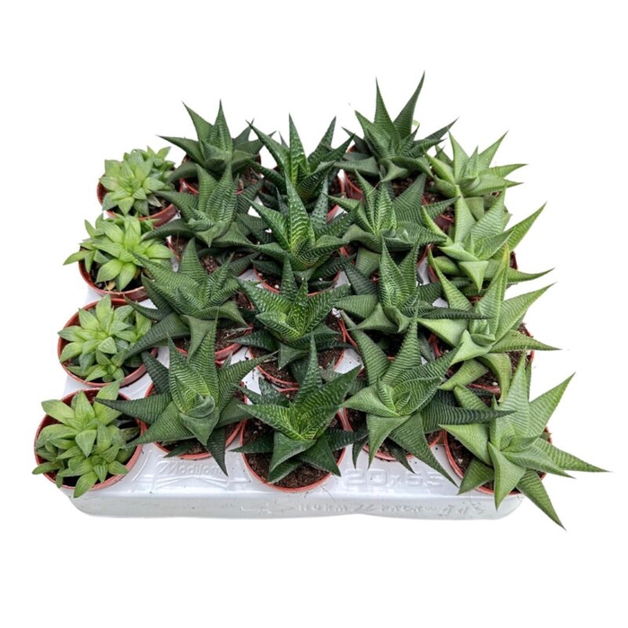 <h4>HAWORTHIA FASCIATA P5.5 MIX</h4>