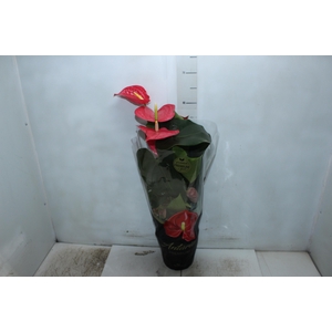 ANTHURIUM CALIFORNIA P17 ROSA PREMIUM