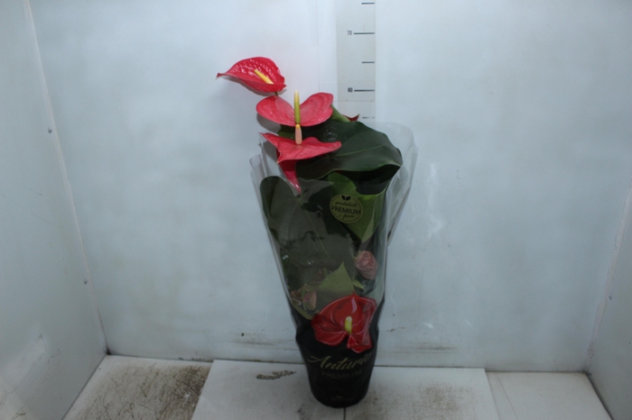 <h4>ANTHURIUM CALIFORNIA P17 ROSA PREMIUM</h4>