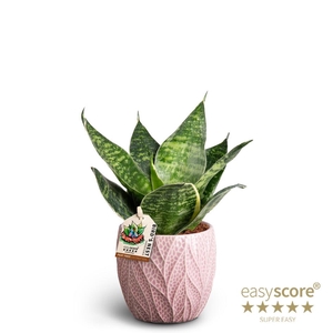 SANSEVIERIA TRIFASCIATA