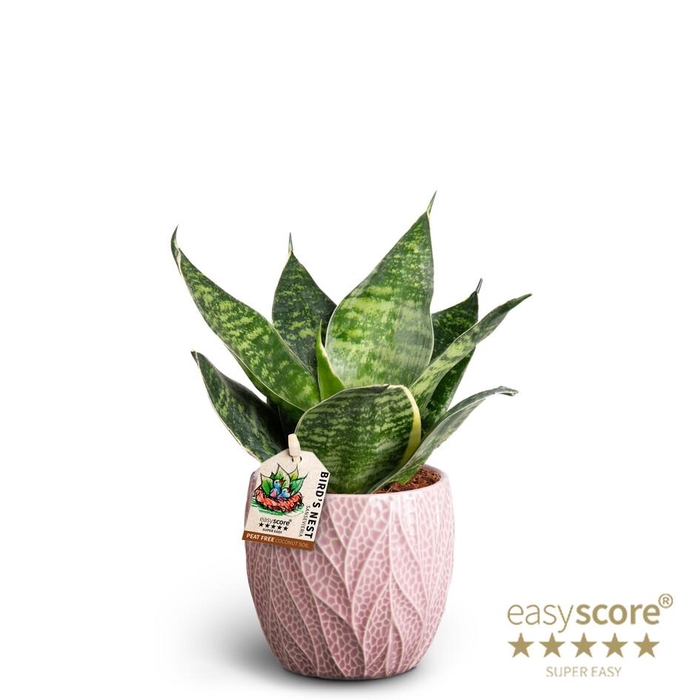<h4>SANSEVIERIA TRIFASCIATA</h4>