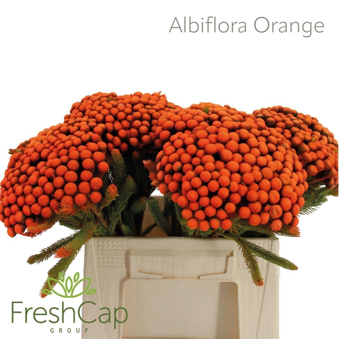<h4>Albiflora Orange</h4>