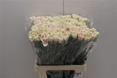 <h4>Di St Creta</h4>