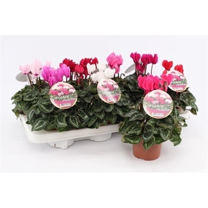 Cyclamen Garden Green Leaf