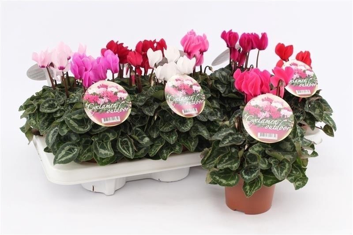 <h4>Cyclamen Garden Green Leaf</h4>