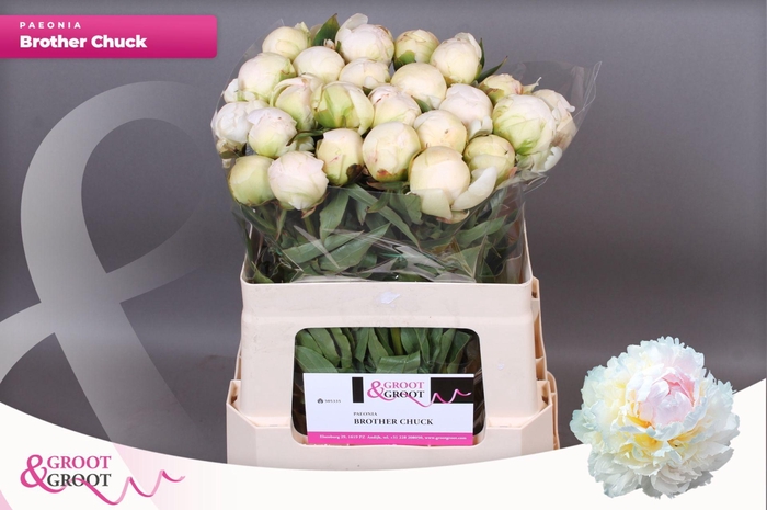 <h4>Paeonia Brother Chuck</h4>