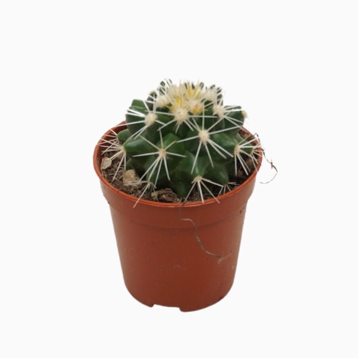 <h4>Echinocactus grusonii 'Albispina'</h4>