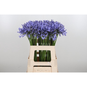 Agapanthus Dr.brouwer