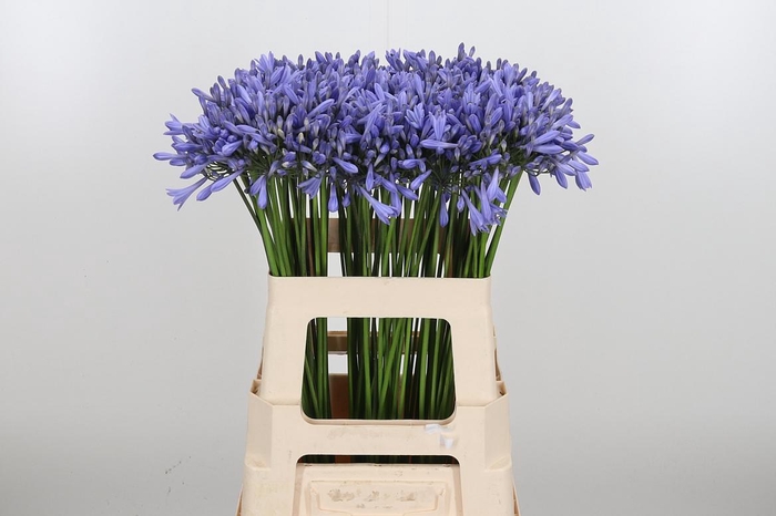<h4>Agapanthus Dr.brouwer</h4>