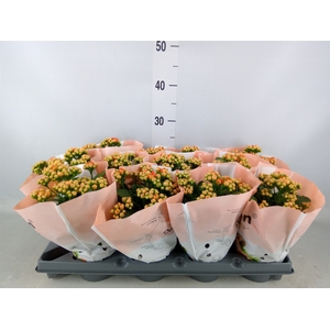 Kalanchoe   ...
