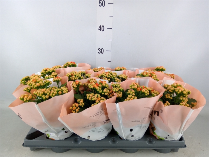 <h4>Kalanchoe   ...</h4>