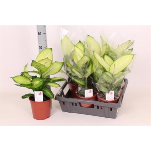 Dieffenbachia Summer Style 17Ø 50cm