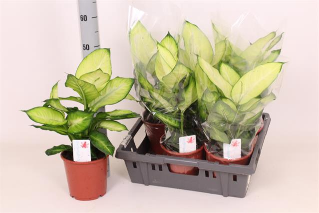 Dieffenbachia Summer Style 17Ø 50cm