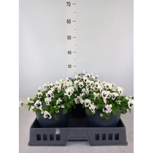 Viola corn. 'Evo Mini White Blotch'