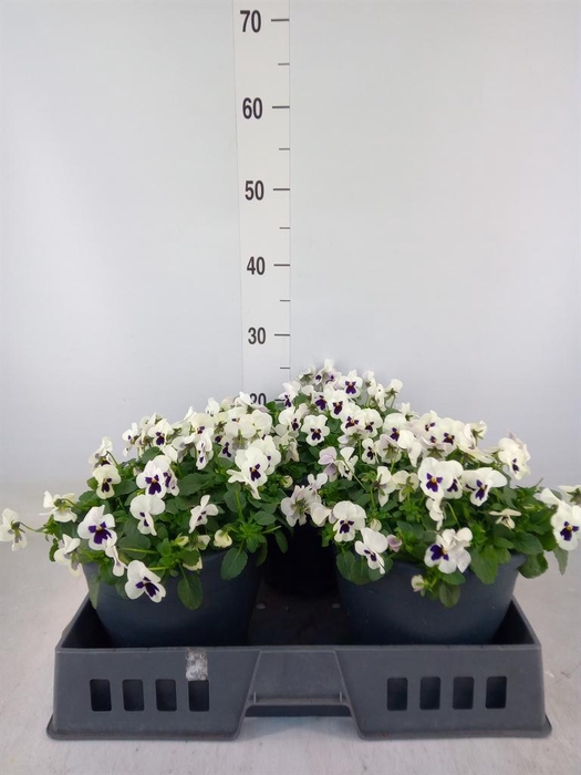 <h4>Viola corn. 'Evo Mini White Blotch'</h4>