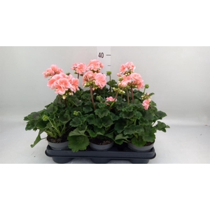 Pelargonium zona.   ...F1