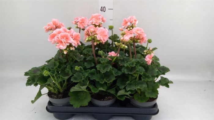 <h4>Pelargonium zona. ...F1</h4>