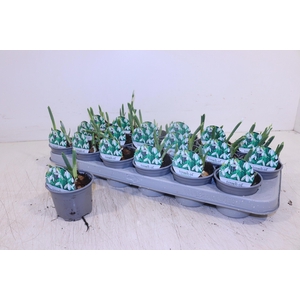 GALANTHUS NIV IN POT