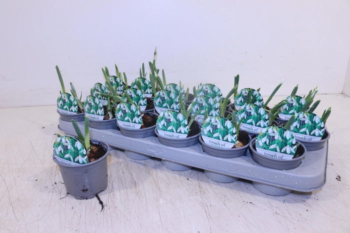 GALANTHUS NIV IN POT