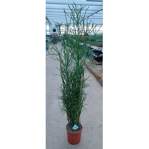 Euphorbia tirucalli TIRU-49/140