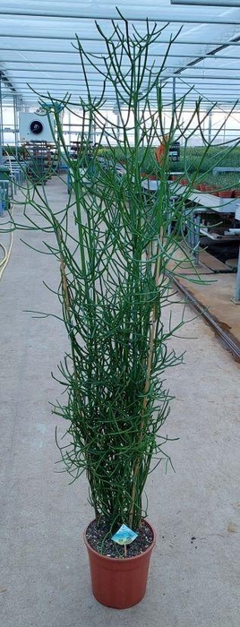 <h4>Euphorbia tirucalli TIRU-49/140</h4>