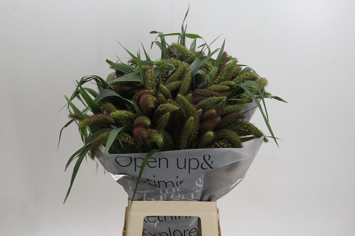 Setaria Italica Red Jewel