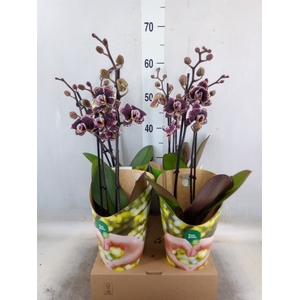 Phalaenopsis   ...red