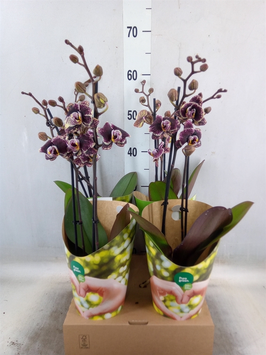 <h4>Phalaenopsis   ...red</h4>