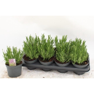 LAVAN AN AROMA WHITE